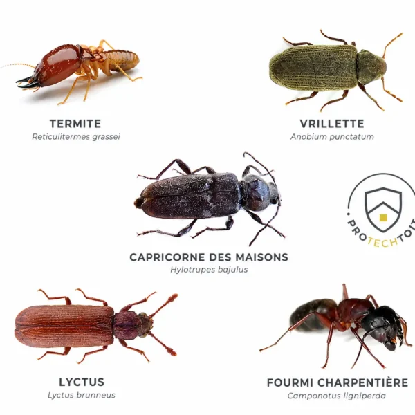 protechtoit charpentier bois bayonne capbreton - 20